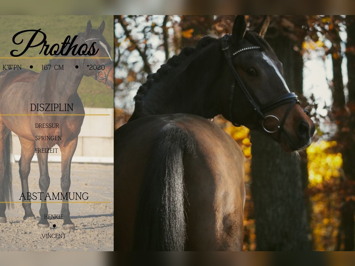 KWPN Gelding 5 years 16,1 hh Smoky-Black in Nettersheim