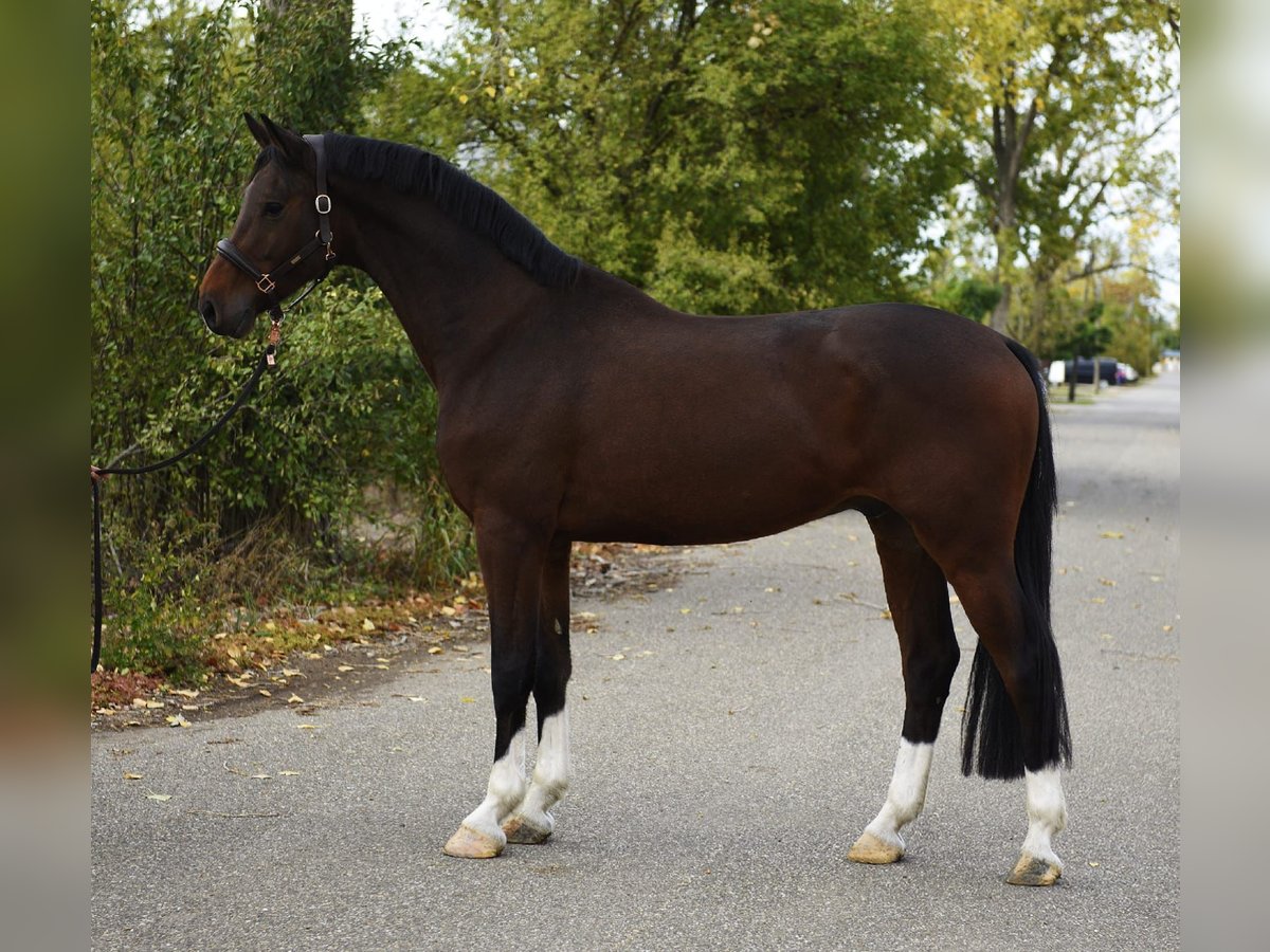 KWPN Gelding 5 years 16,2 hh Bay-Dark in Grieselstein