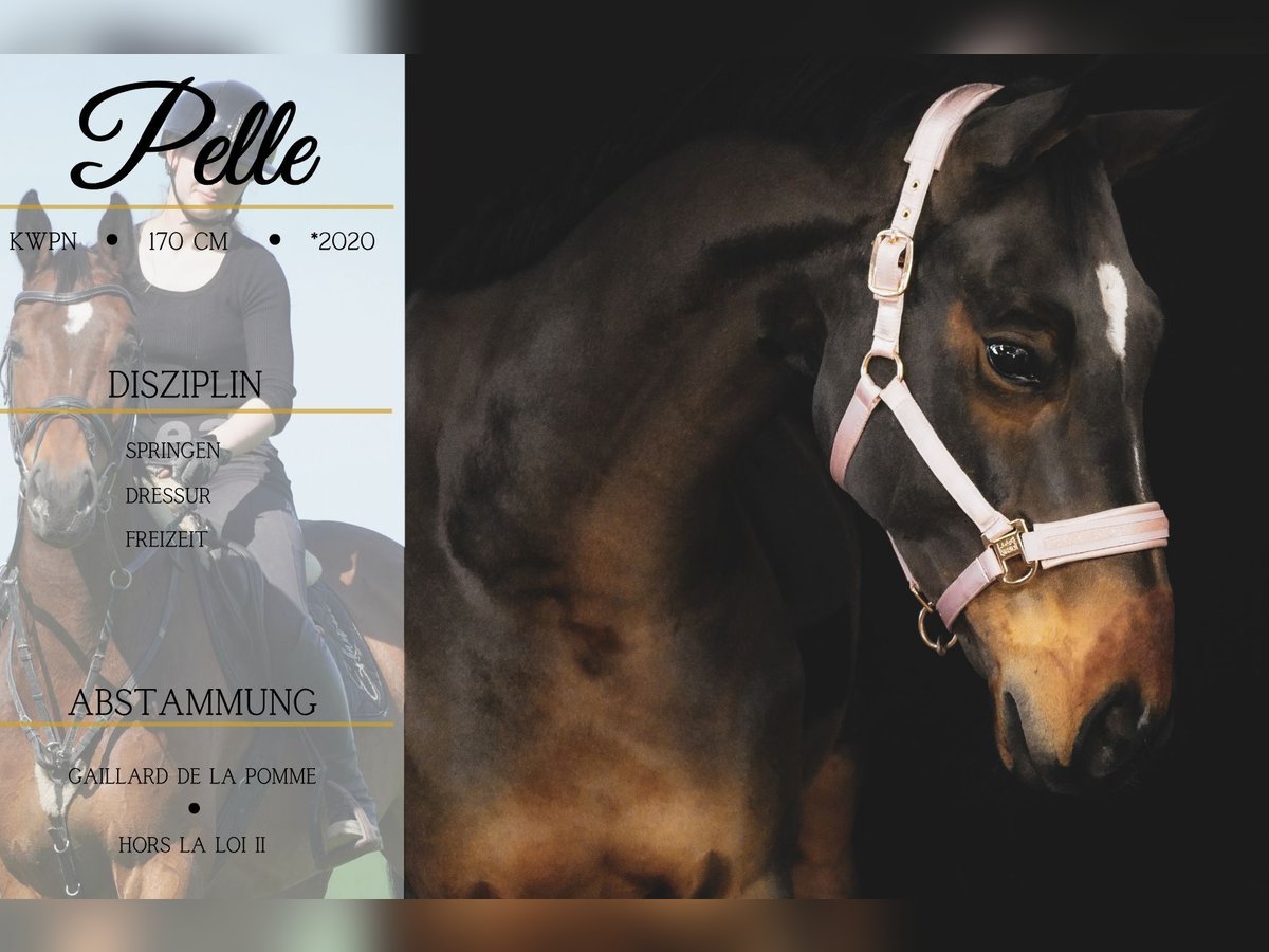 KWPN Gelding 5 years 16,2 hh Brown in Nettersheim