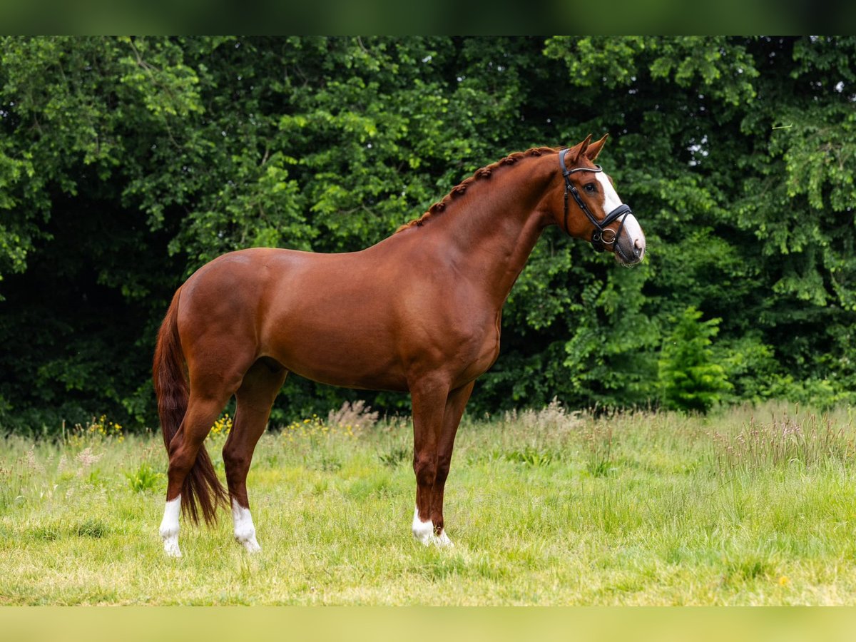KWPN Gelding 5 years 16,2 hh Chestnut-Red in Sm