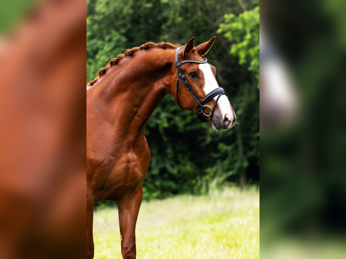 KWPN Gelding 5 years 16,2 hh Chestnut-Red in Sm