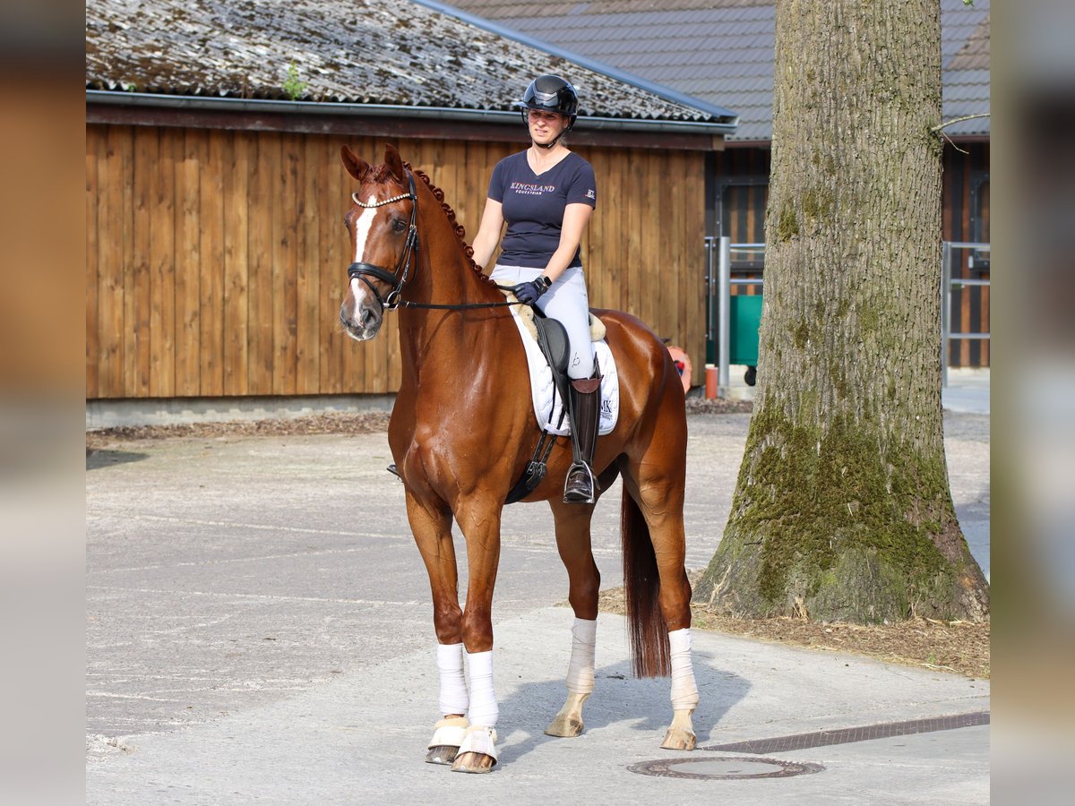 KWPN Gelding 5 years 17,1 hh Chestnut-Red in Rees