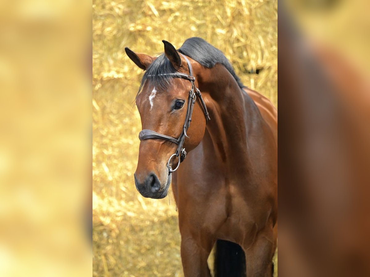 KWPN Gelding 5 years 17 hh Bay in Bladel