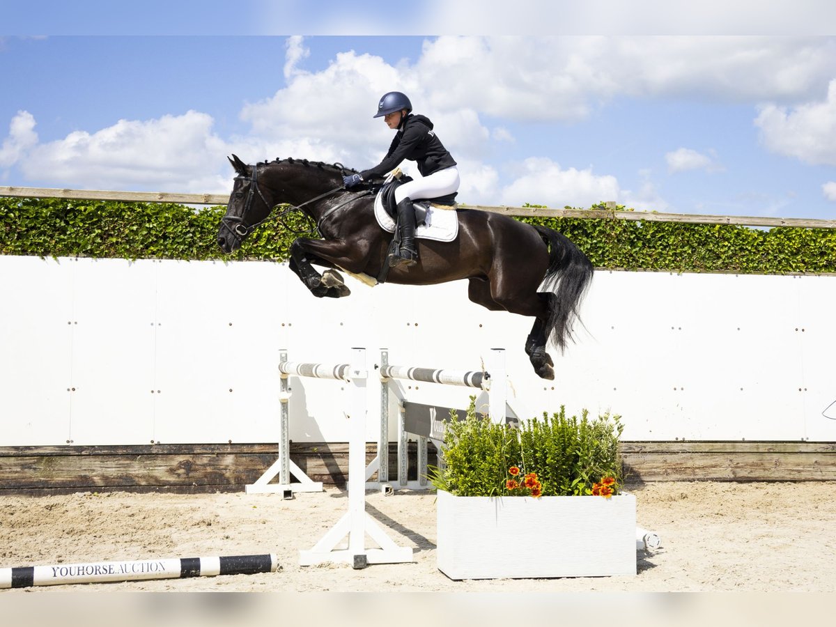KWPN Gelding 5 years 17 hh Black in Waddinxveen