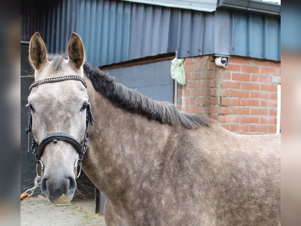 KWPN Gelding 5 years 17 hh Brown Falb mold in Schilde