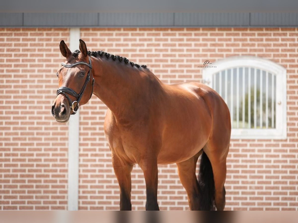 KWPN Gelding 5 years 17 hh Brown-Light in Boesingheliede