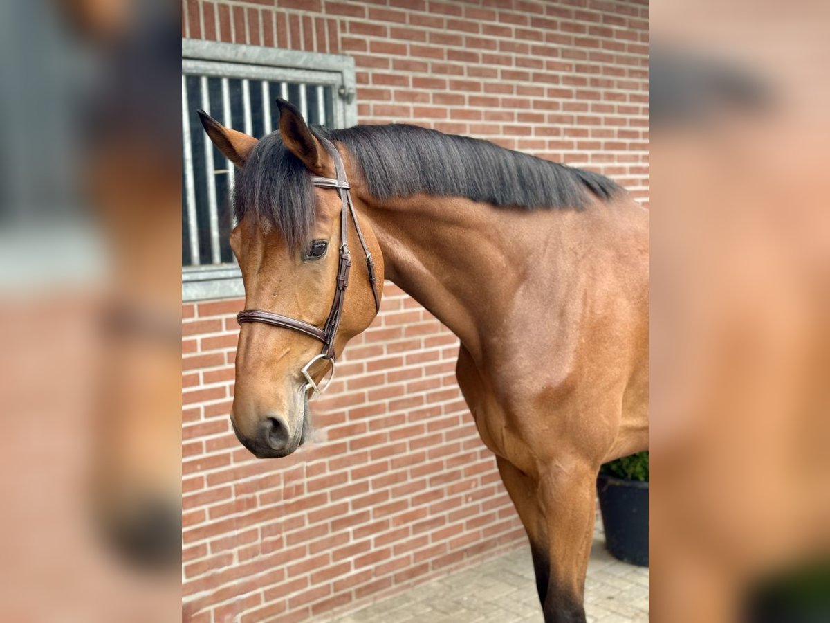 KWPN Gelding 5 years 17 hh Brown in Bladel