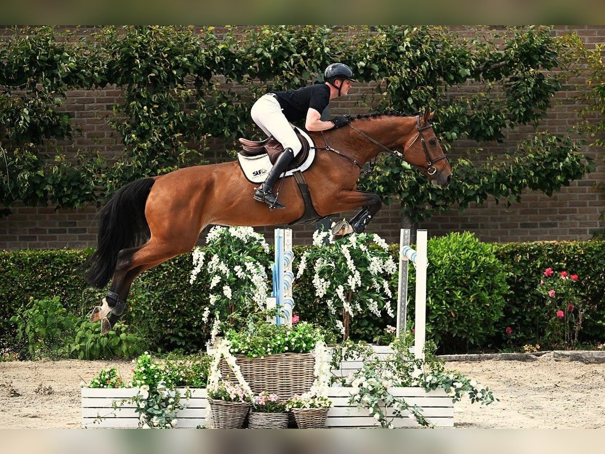 KWPN Gelding 5 years 17 hh Brown in Bladel