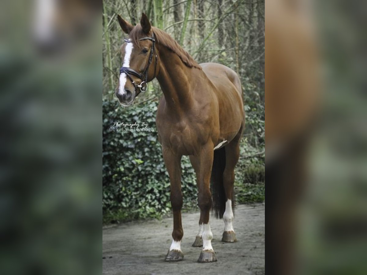 KWPN Gelding 5 years 17 hh Chestnut in Soest