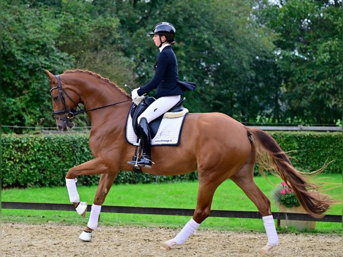 KWPN Gelding 5 years 17 hh Chestnut-Red in de Wijk