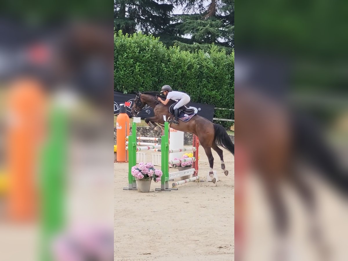 KWPN Gelding 5 years 17 hh Roan-Bay in Nova Milanese