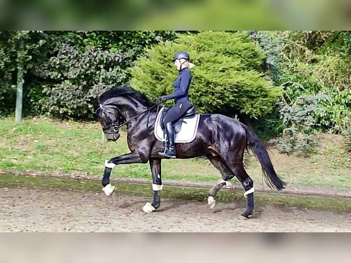 KWPN Gelding 5 years 17 hh Smoky-Black in M&#xFC;lheim an der Ruhr