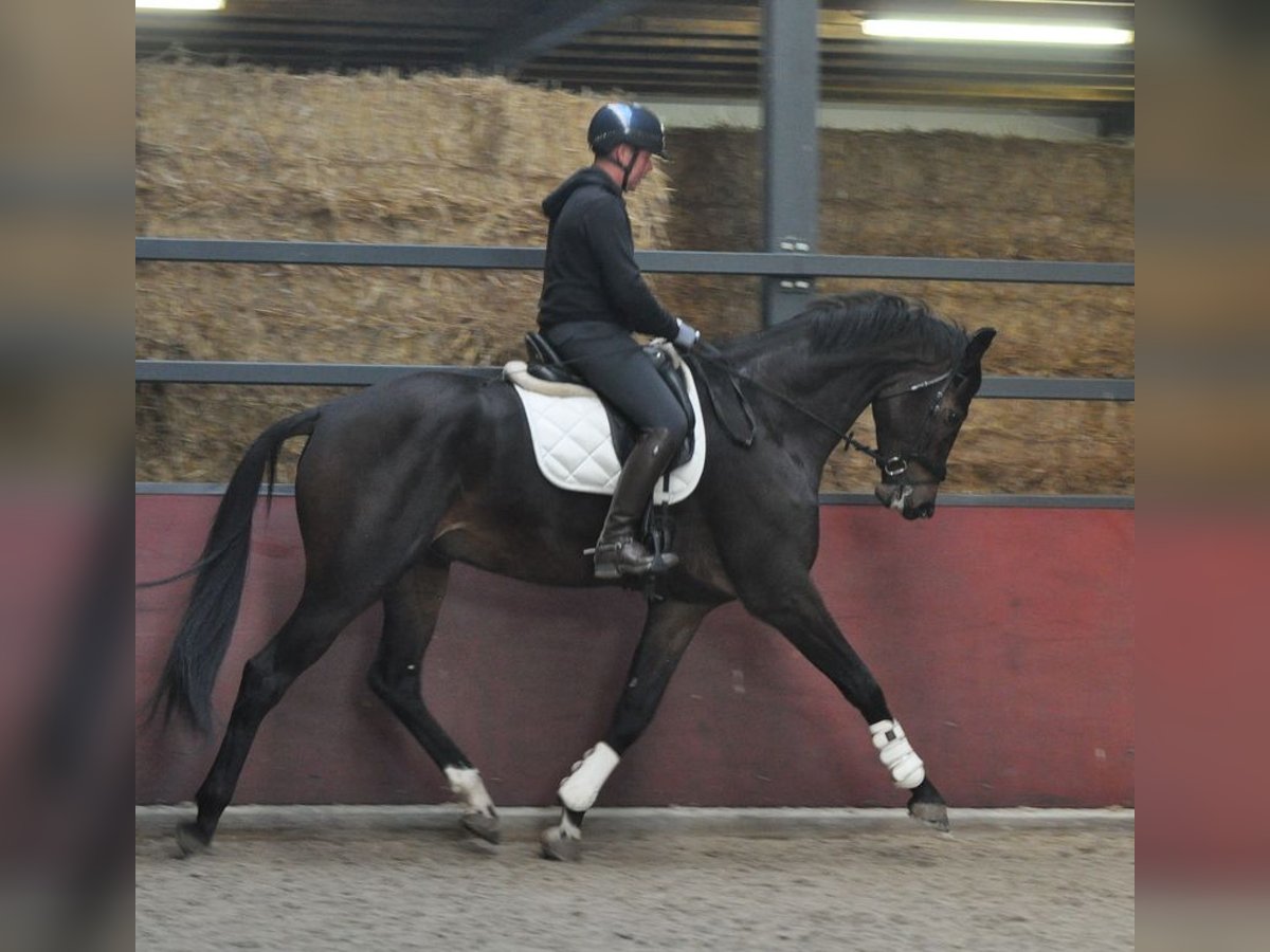 KWPN Gelding 5 years 18 hh Bay-Dark in Lunteren