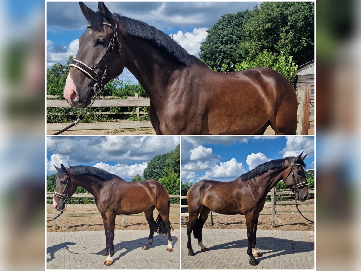 KWPN Gelding 5 years Bay-Dark in Den Ham KWPN Gelding 5 years Bay-Dark in Den Ham