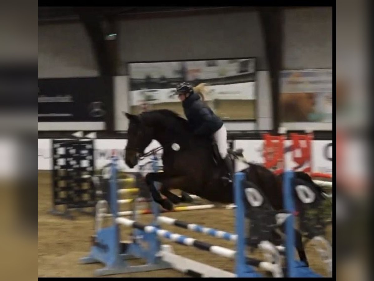 KWPN Gelding 5 years Brown in W&#xE4;chtersbach