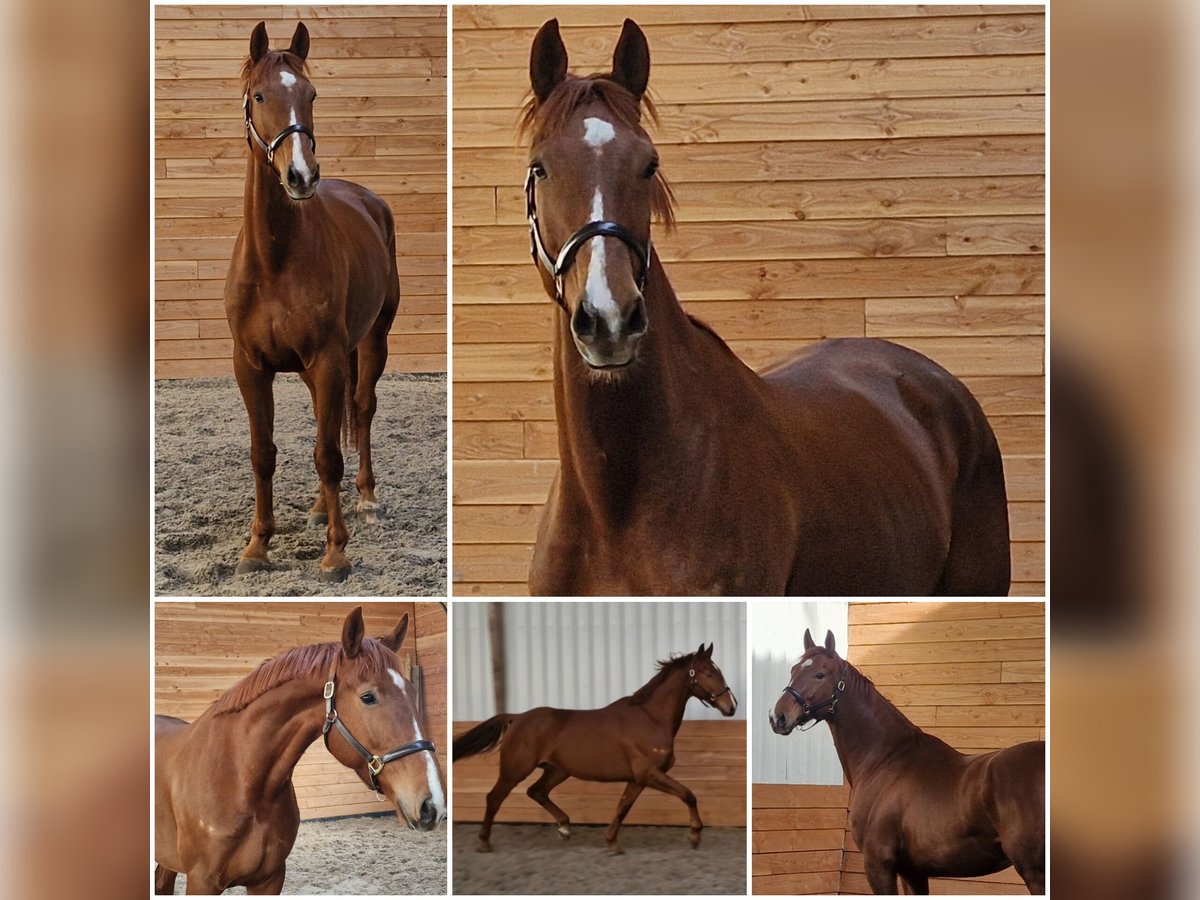 KWPN Gelding 5 years Chestnut-Red in Den Ham