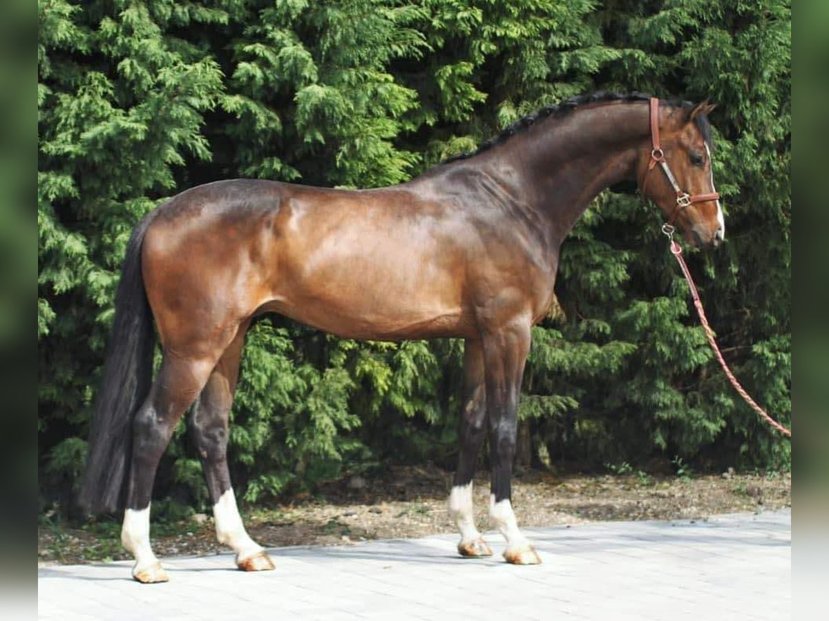 KWPN Gelding 5 years in Austria