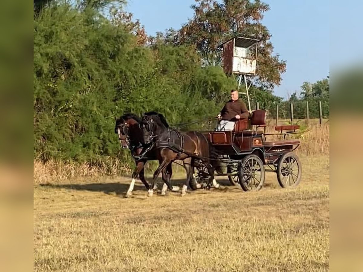 KWPN Gelding 6 years 15,2 hh Bay in Tass
