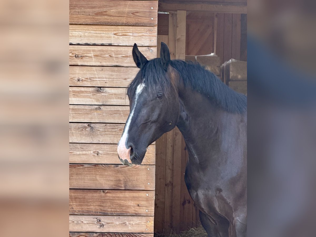 KWPN Gelding 6 years 15,2 hh Bay-Dark in Wilburgstetten KWPN Gelding 6 years 15,2 hh Bay-Dark in Wilburgstetten