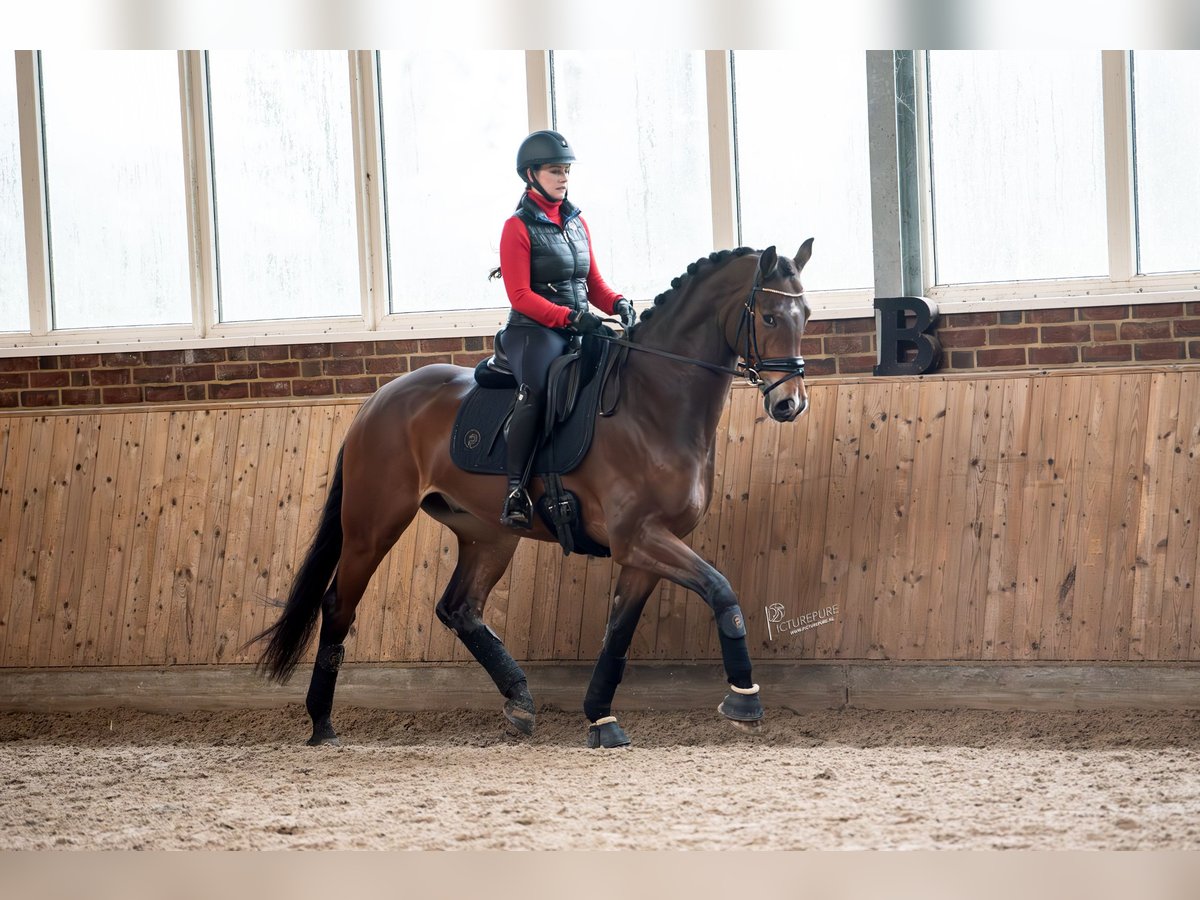 KWPN Gelding 6 years 16,1 hh Brown in Goch