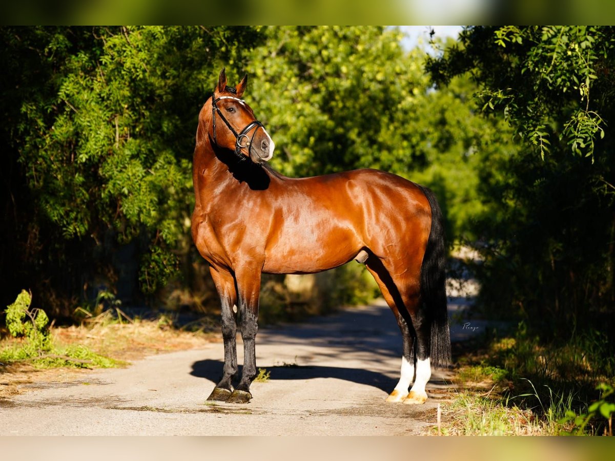 KWPN Gelding 6 years 16,1 hh Brown in Madrid