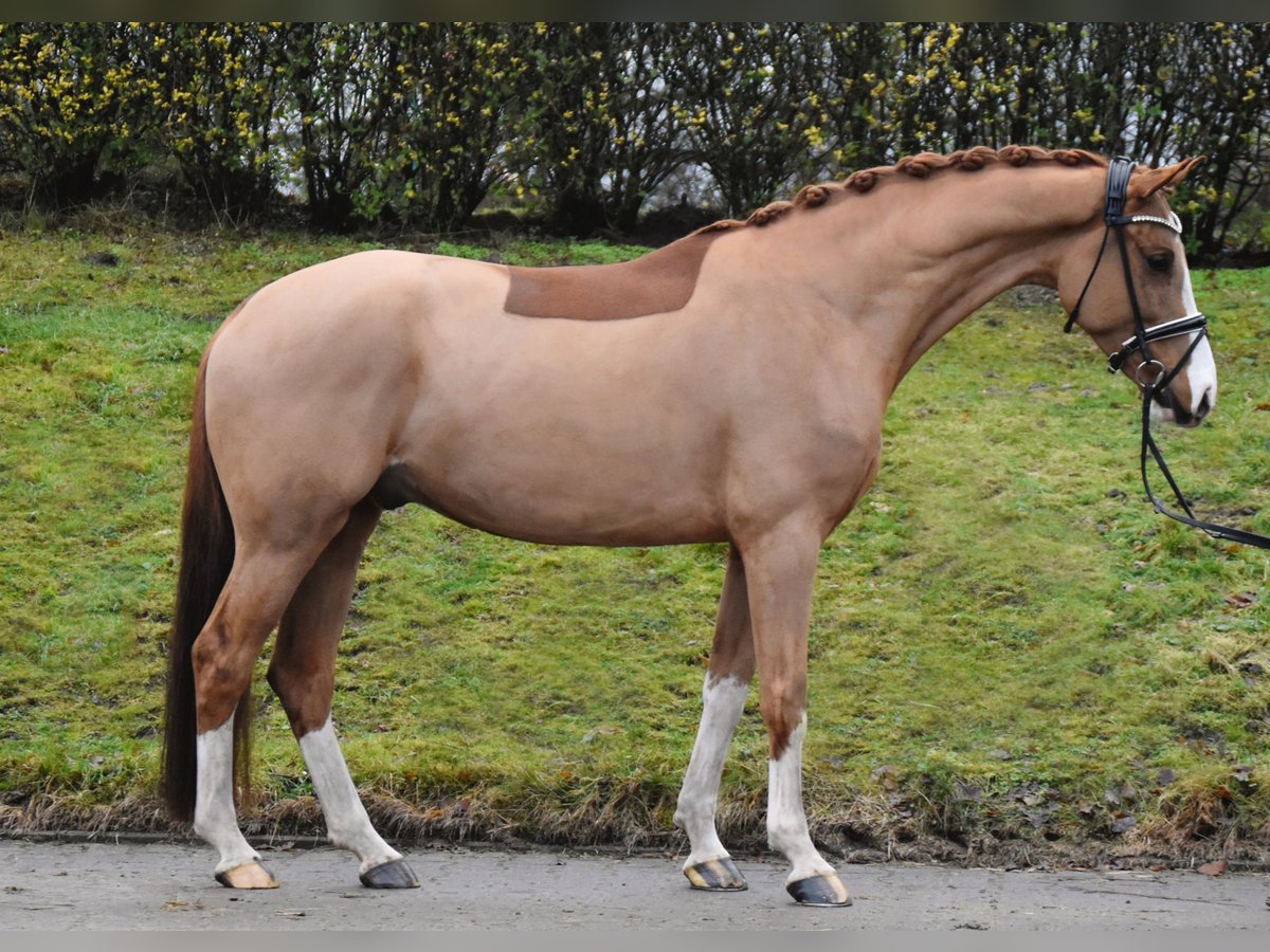 KWPN Gelding 6 years 16,1 hh Chestnut-Red in Fürstenau