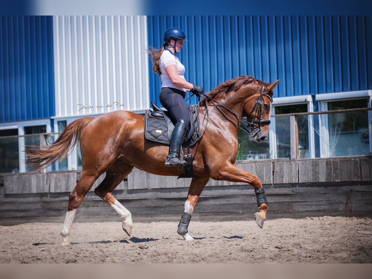 KWPN Gelding 6 years 16,1 hh Chestnut-Red in Sm