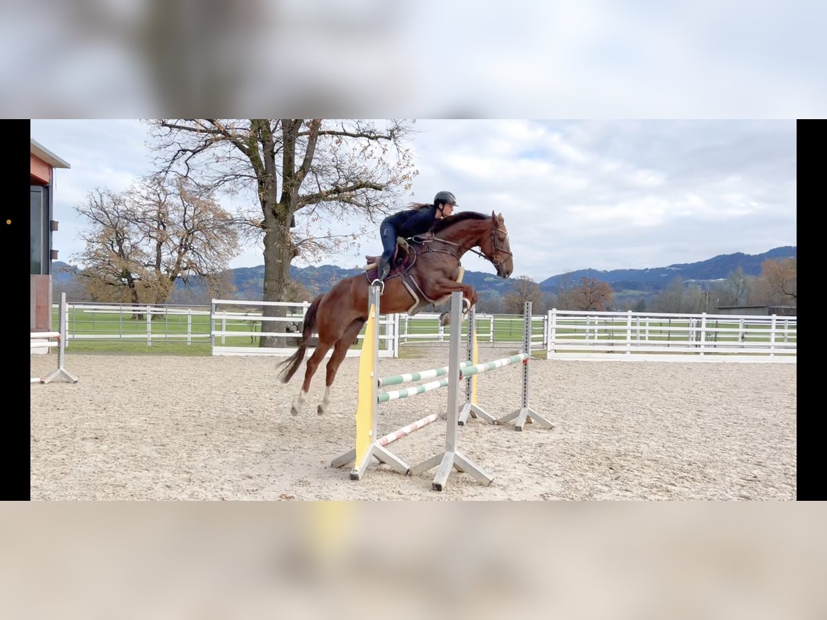 KWPN Gelding 6 years 16,1 hh Chestnut in Schlins