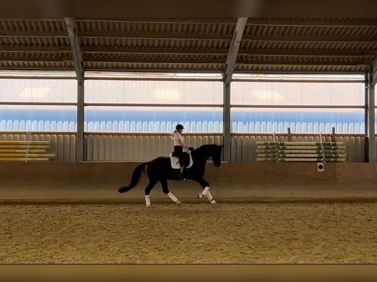 KWPN Gelding 6 years 16,2 hh Black in Uedem