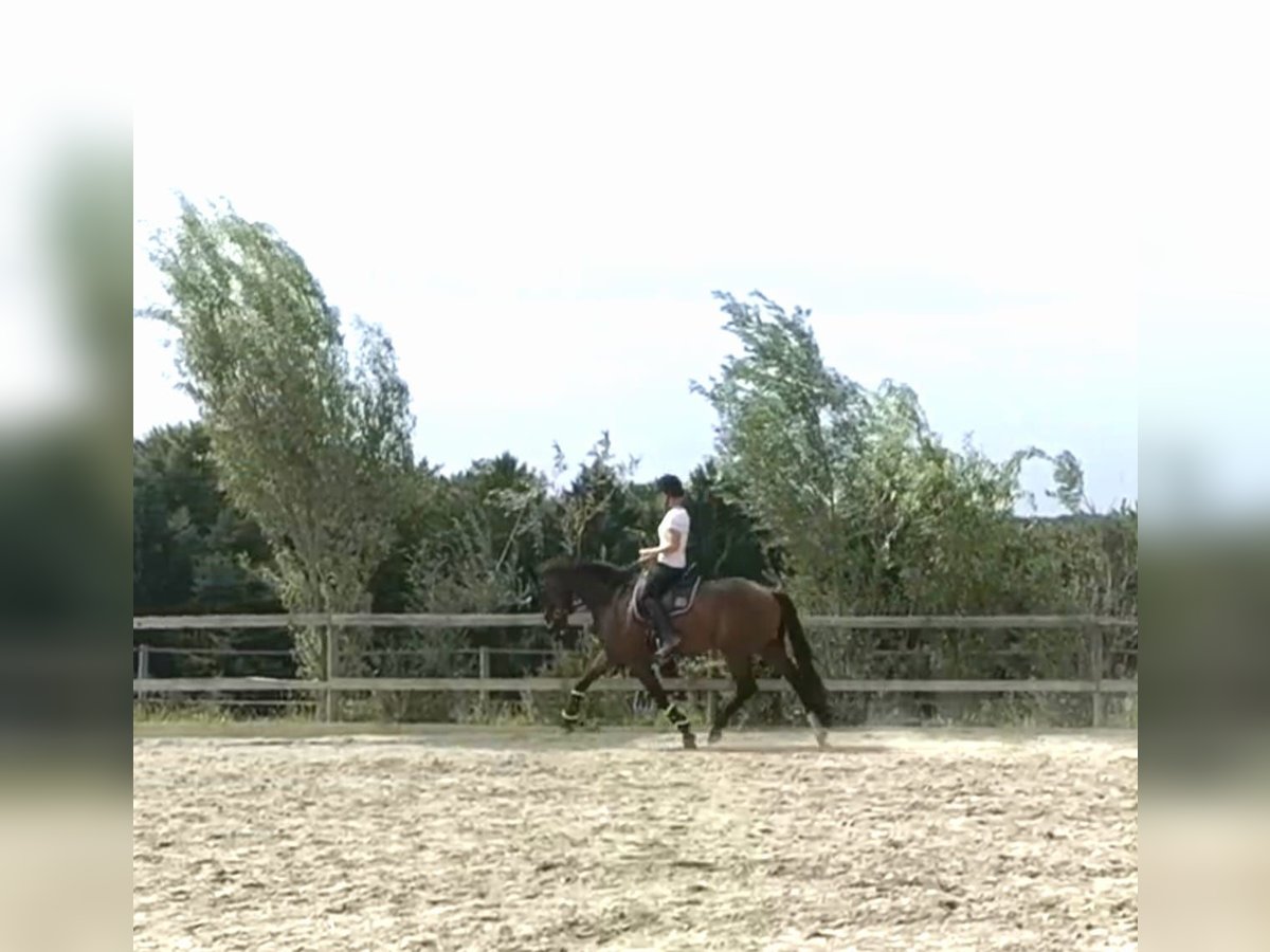 KWPN Gelding 6 years 16,2 hh Brown in Mittergoggitsch