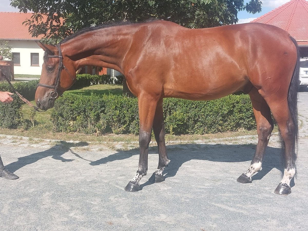 KWPN Gelding 6 years 16,2 hh Brown in Bad Kreuznach