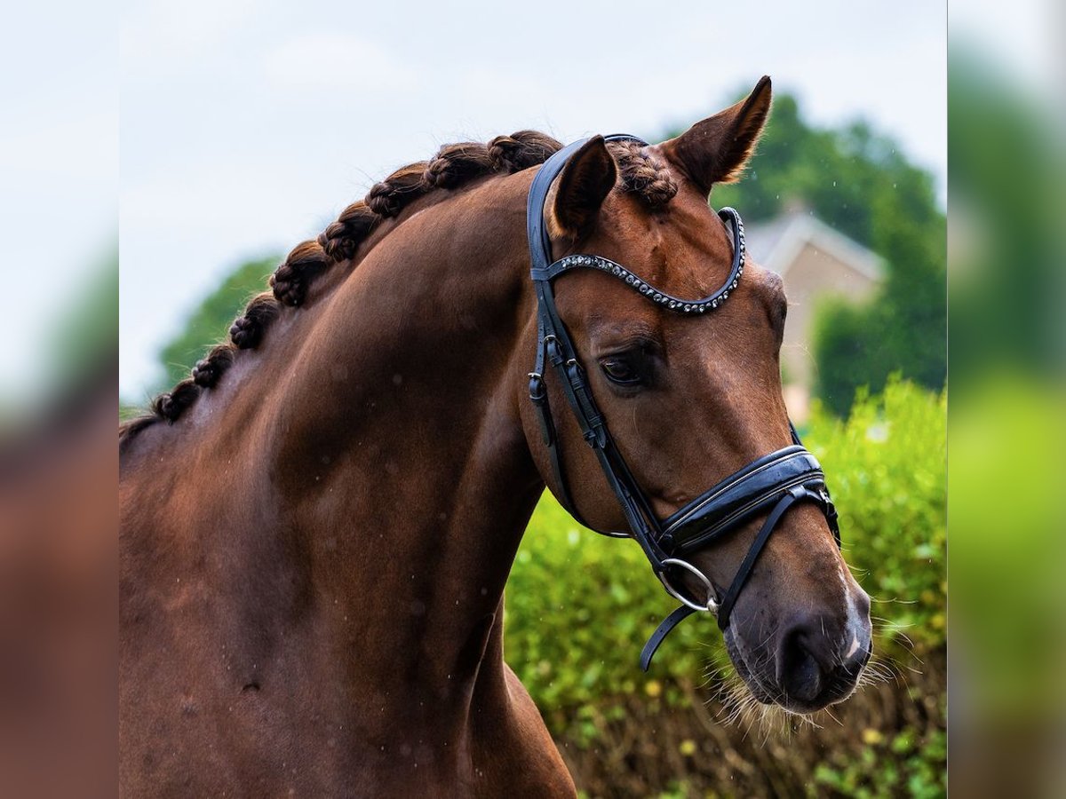 KWPN Gelding 6 years 16,2 hh Chestnut in Schaijk