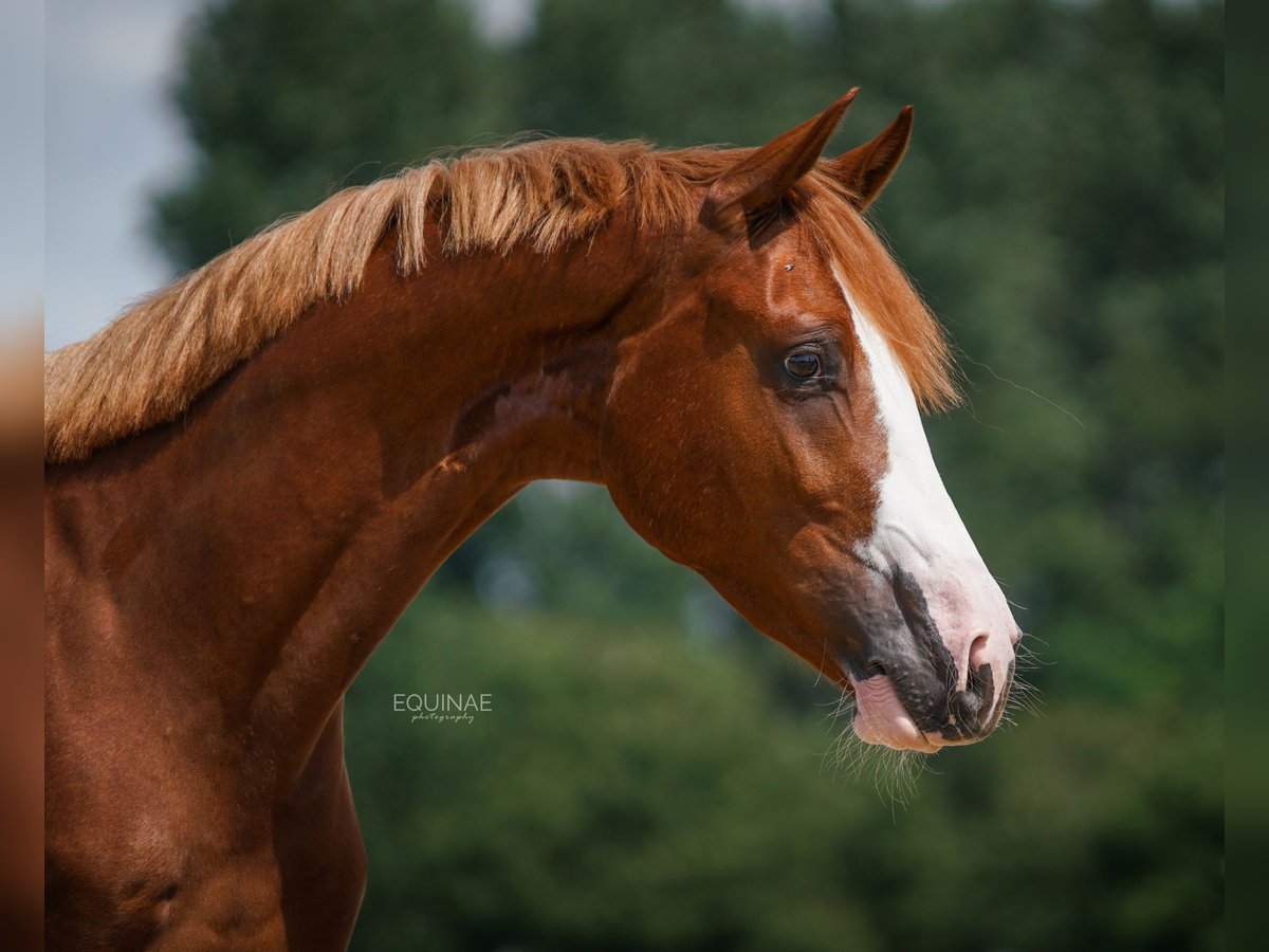 KWPN Gelding 6 years 16,2 hh Chestnut-Red in Ulft