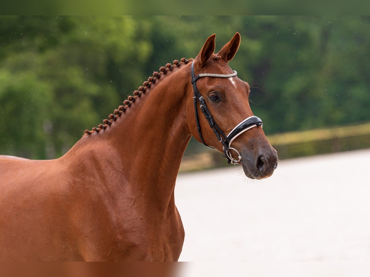 KWPN Gelding 6 years 16,2 hh Chestnut-Red in swifterbant