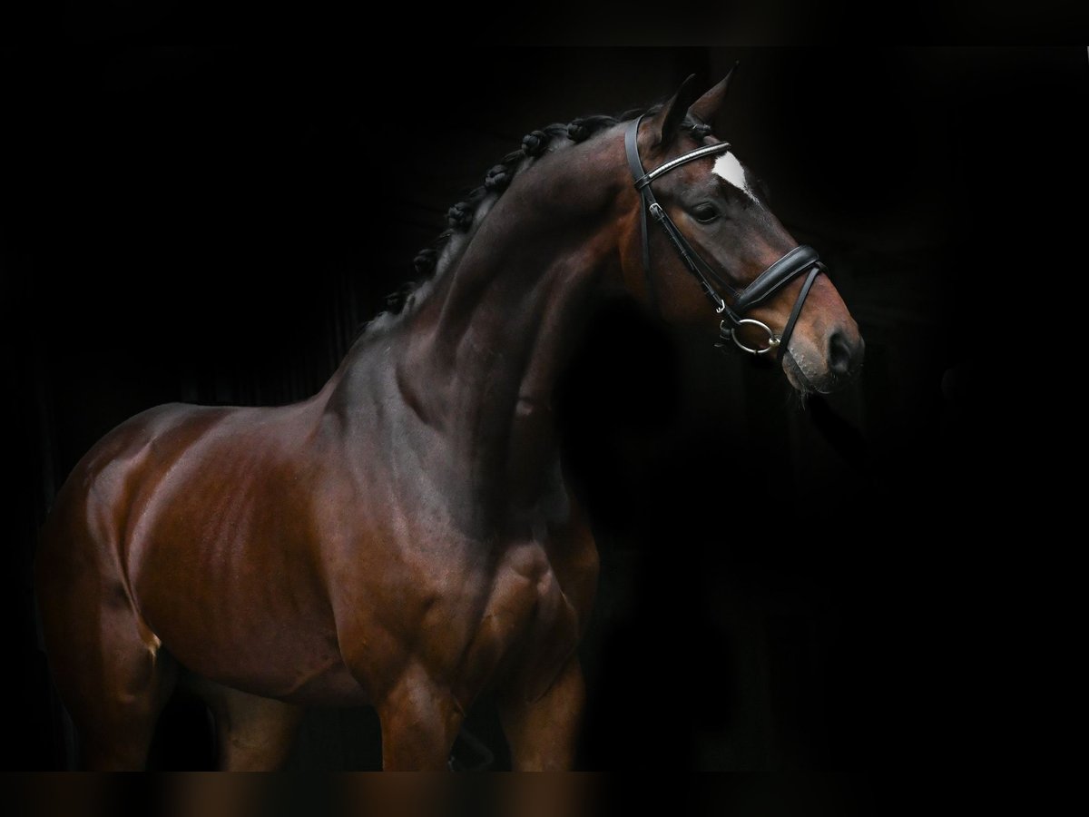 KWPN Gelding 6 years 16 hh Bay-Dark in Bocholt