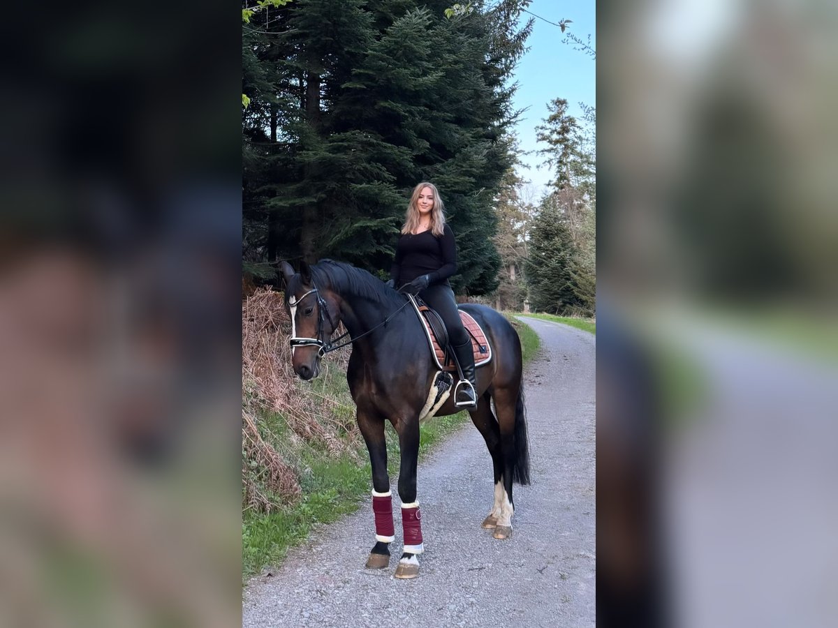 KWPN Gelding 6 years 16 hh Bay-Dark in Loffenau