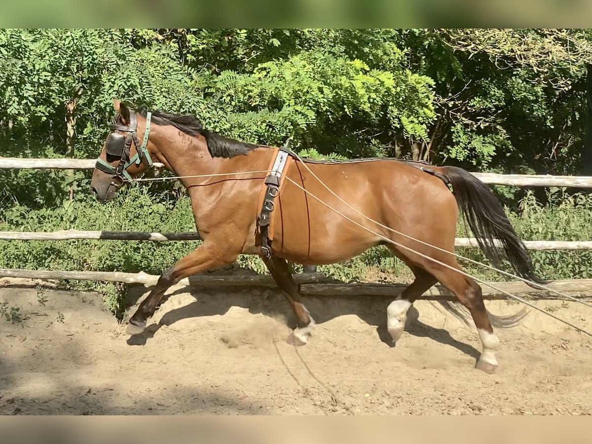 KWPN Mix Gelding 6 years 16 hh Brown in Nagykáta