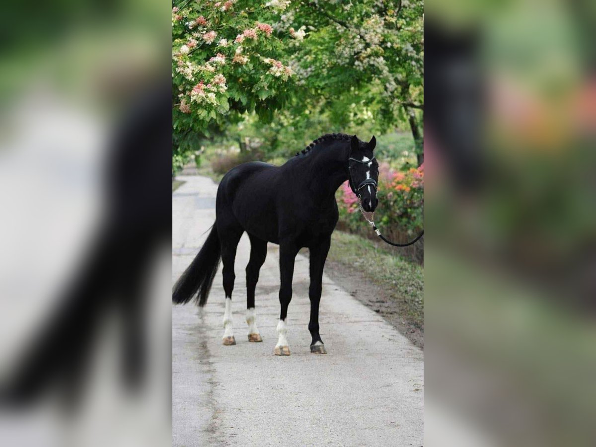 KWPN Gelding 6 years 16,1 hh Black in Csabacs&#x171;d