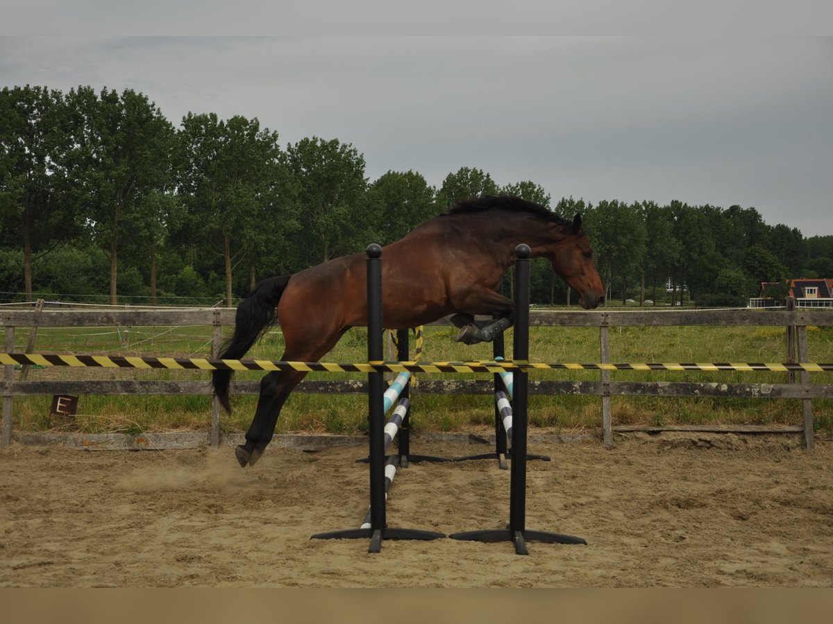 KWPN Gelding 6 years 16,2 hh Bay-Dark in Hellevoetsluis