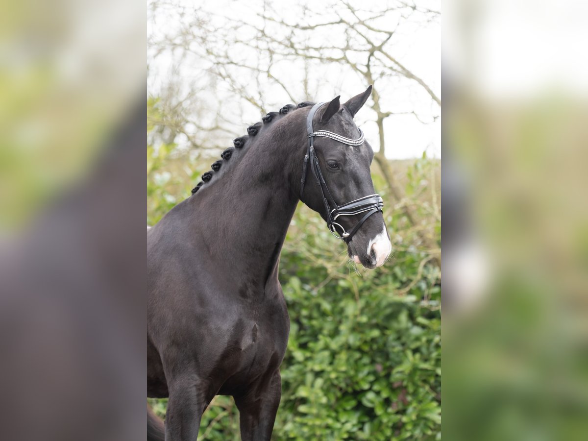 KWPN Gelding 6 years 16,2 hh Black in Oosterhout