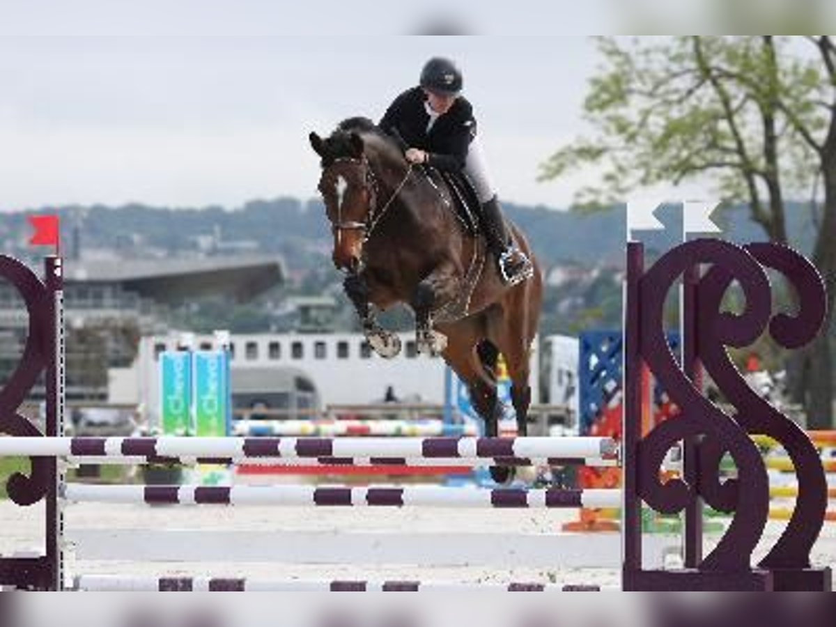 KWPN Gelding 6 years 16,2 hh Brown in Pontarlier