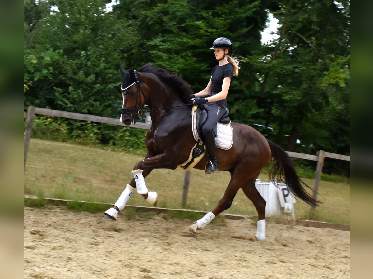 KWPN Gelding 6 years 16,2 hh Chestnut in Neuss