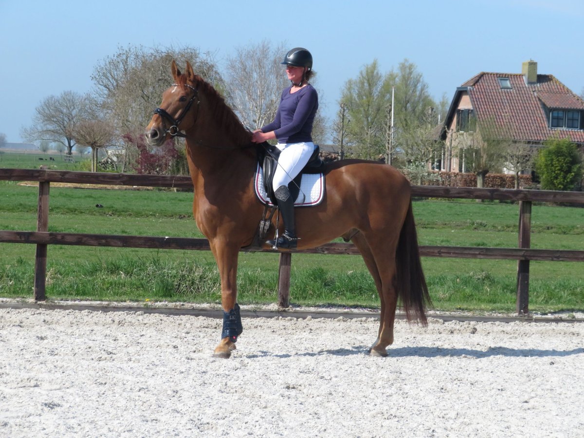KWPN Gelding 6 years 16,2 hh Chestnut-Red in Groot-Ammers