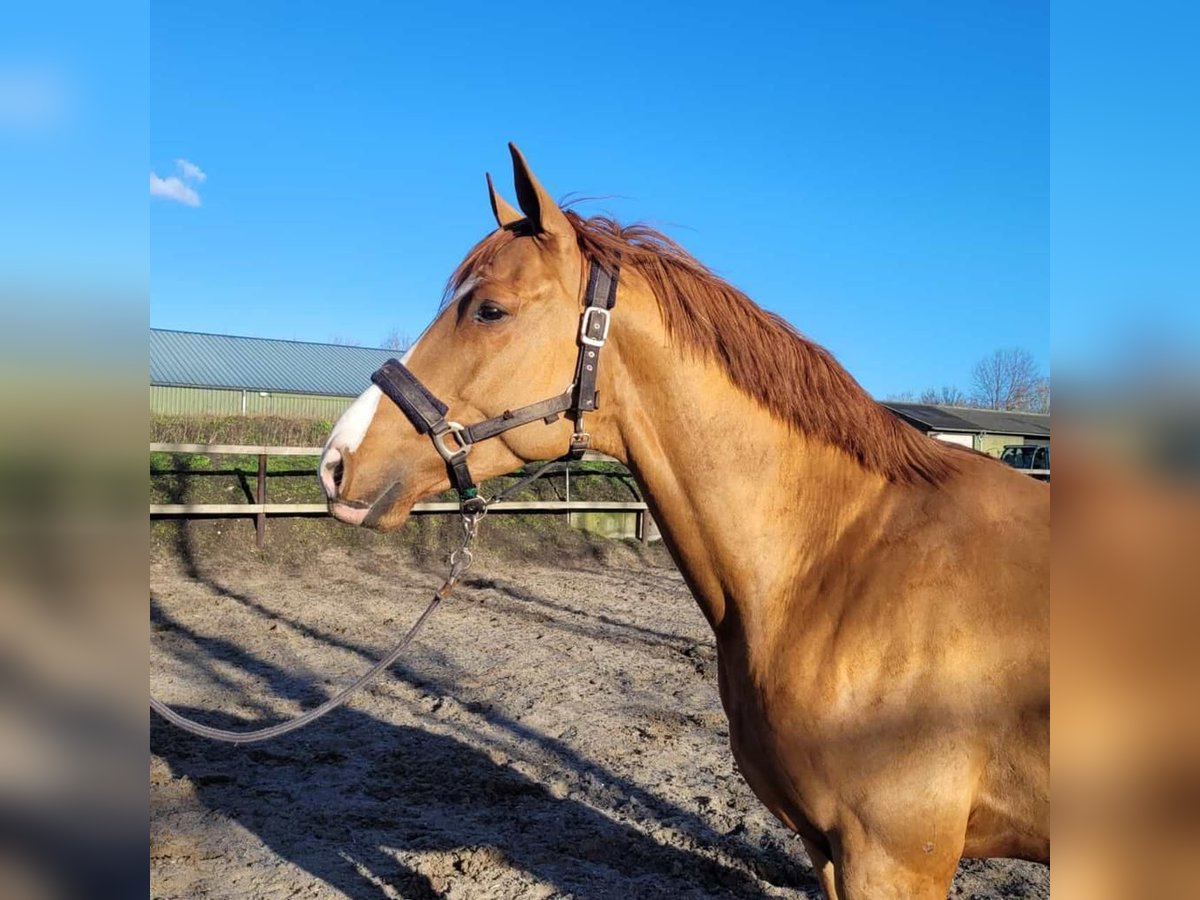 KWPN Gelding 6 years 16,2 hh Chestnut-Red in Darmstadt