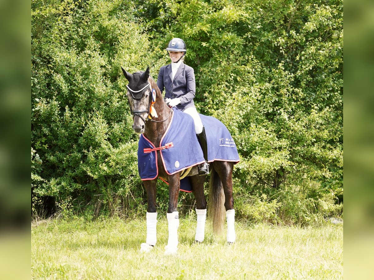 KWPN Gelding 6 years 16,2 hh Grey in Hohenfelde