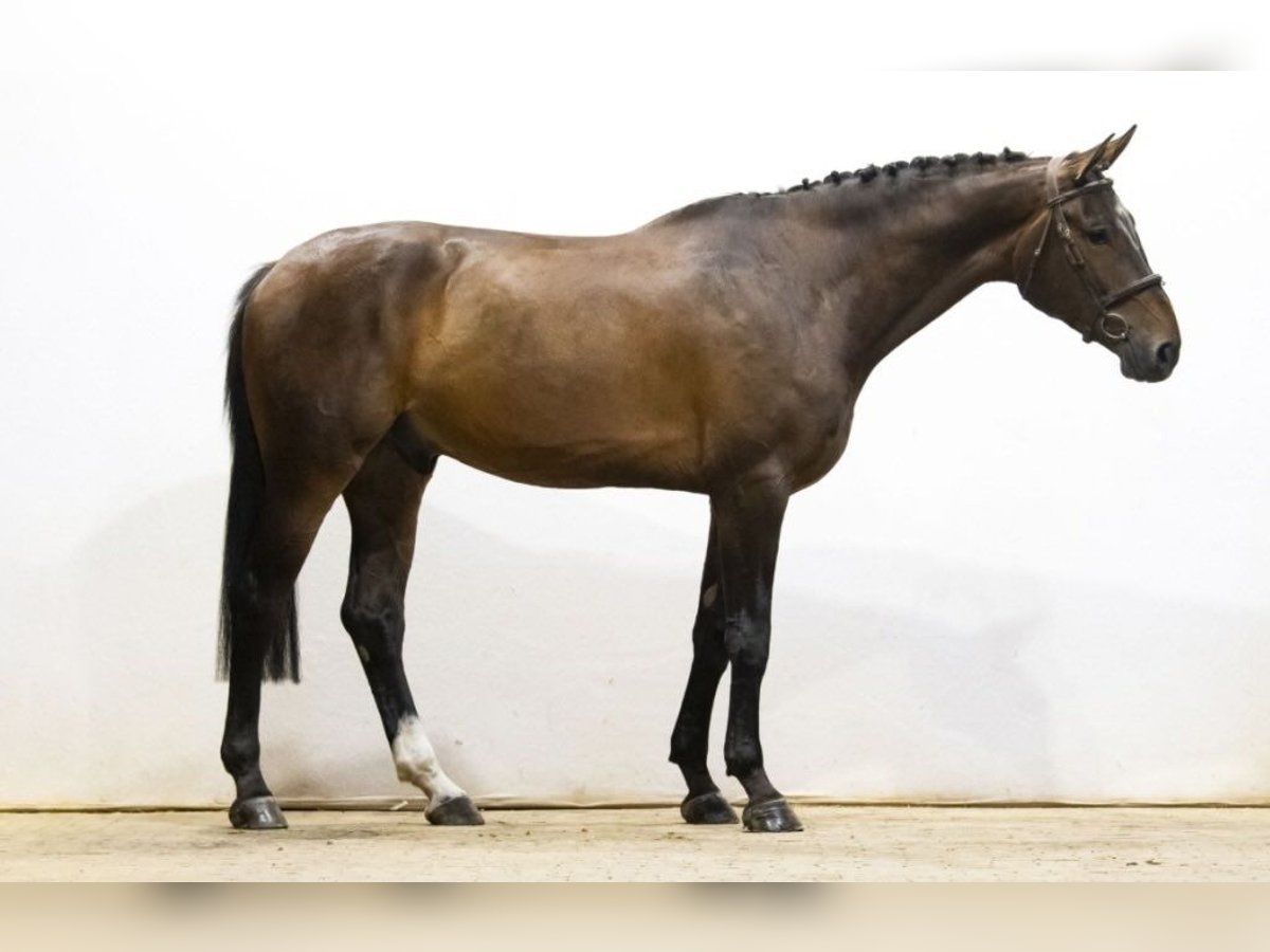 KWPN Gelding 6 years 17,2 hh Bay-Dark in Bressanone BZ