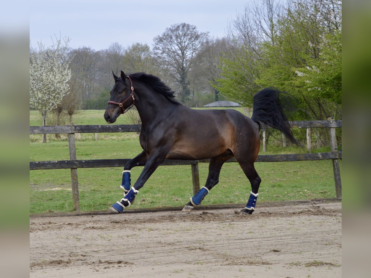 KWPN Gelding 6 years 17 hh Bay-Dark in Ahaus