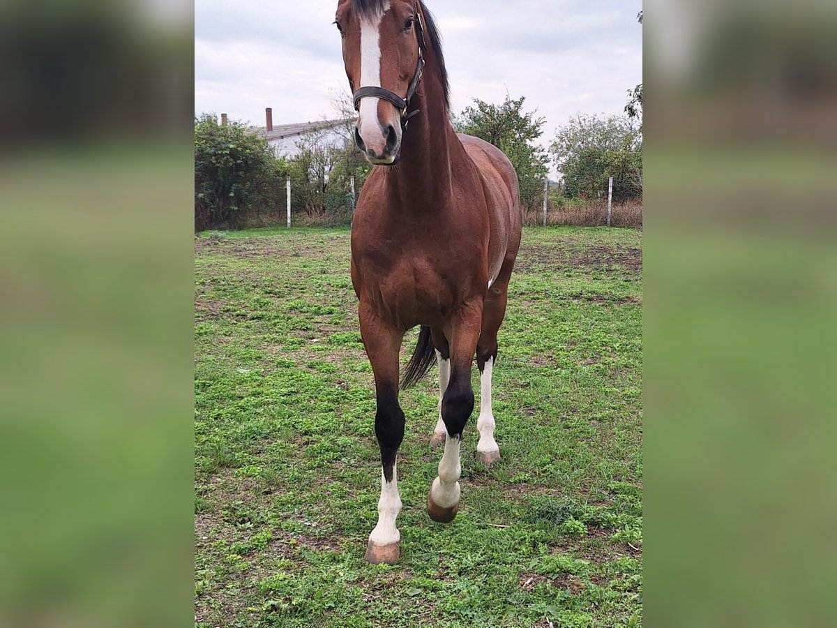 KWPN Gelding 6 years 17 hh Brown in Kecskemét