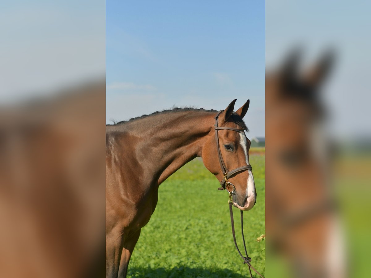 KWPN Gelding 6 years 17 hh Brown in Geilenkirchen