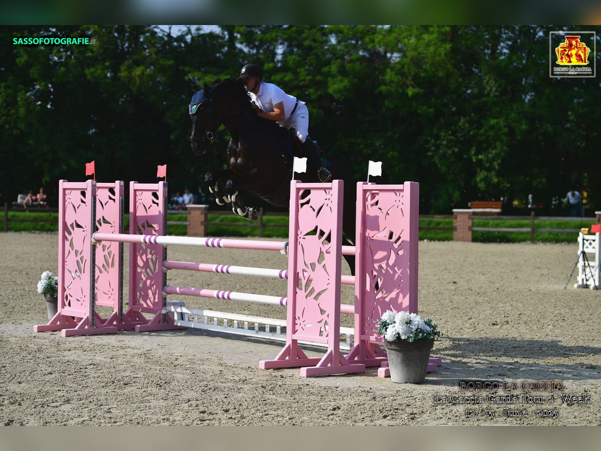 KWPN Gelding 6 years 18 hh Bay-Dark in Menge&#x161;